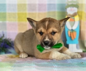 Ausky Puppy for sale in LANCASTER, PA, USA
