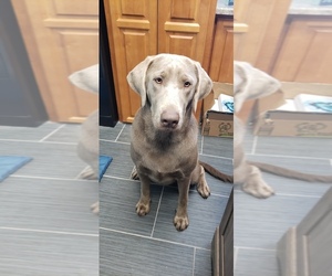 Labrador Retriever Dogs for adoption in RICHLANDS, NC, USA