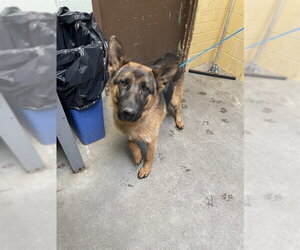 German Shepherd Dog Dogs for adoption in Stockton, CA, USA