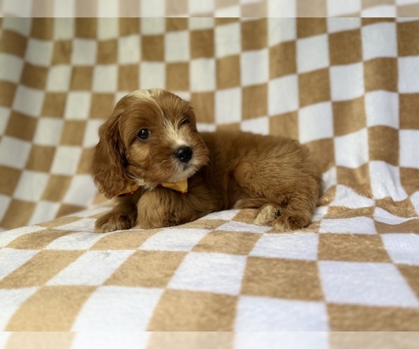 Medium Photo #6 Cavapoo (Miniature) Puppy For Sale in LAKELAND, FL, USA