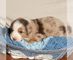 Small Photo #1 Australian Shepherd Puppy For Sale in ROCKY MOUNT, VA, USA