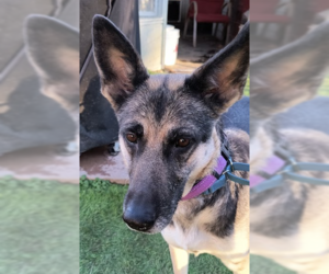 Daisy - Female German Shepherd Dog Dog for Adoption - Photo #4