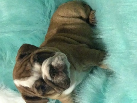 Medium Photo #1 Bulldog Puppy For Sale in REVERE, MA, USA
