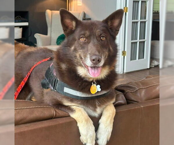 Medium Photo #4 Siberian Husky-Unknown Mix Puppy For Sale in Omaha, NE, USA
