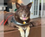 Small #3 Siberian Husky Mix