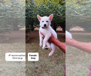 German Shepherd Dog Puppy for sale in PELZER, SC, USA