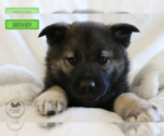 Puppy Thomas Norwegian Elkhound
