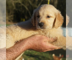 Small Photo #5 Golden Retriever Puppy For Sale in BRYANT, AL, USA