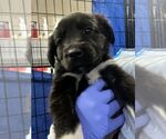 Small Collie Mix