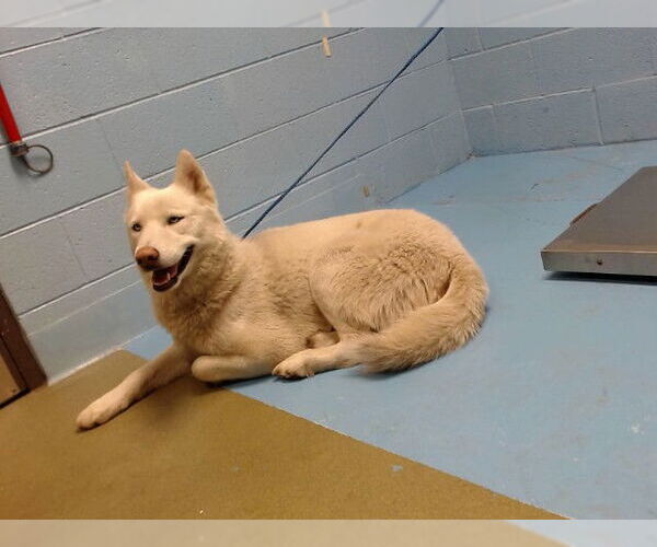 Medium Photo #1 Siberian Husky-Unknown Mix Puppy For Sale in Moreno Valley, CA, USA