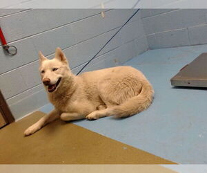 Siberian Husky-Unknown Mix Dogs for adoption in Moreno Valley, CA, USA