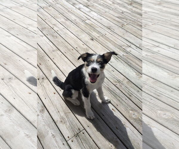 Medium Photo #1 Jack Russell Terrier-Unknown Mix Puppy For Sale in Columbus, IN, USA