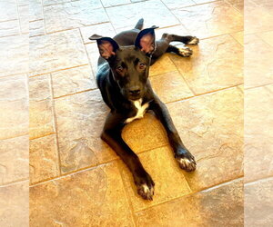 Zuri - Female Border Collie-Jack Russell Terrier Mix Dog for Adoption - Photo #3