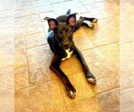 Small #2 Chihuahua Mix