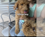 Puppy Puppy 6 Poodle (Standard)