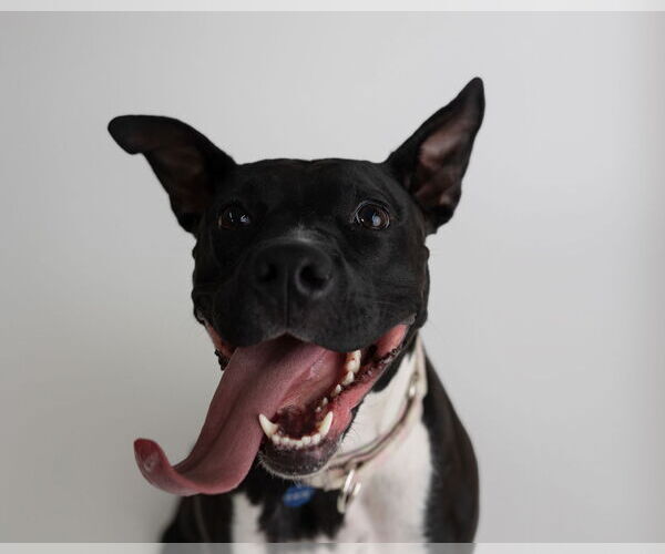 Medium Photo #24 American Pit Bull Terrier-Unknown Mix Puppy For Sale in Fargo, ND, USA