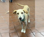 Small #1 Golden Labrador