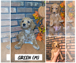Puppy Green Goldendoodle (Miniature)