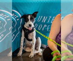 Small #1 American Staffordshire Terrier-Border Collie Mix