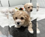 Small Photo #1 Maltipoo Puppy For Sale in ORANGE, CA, USA