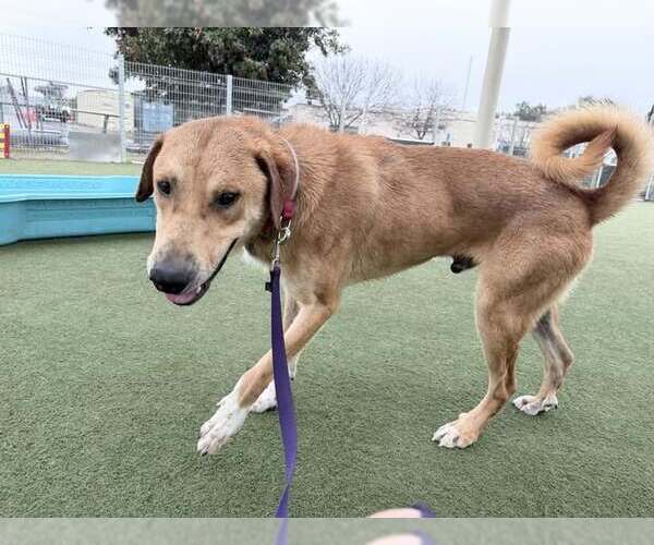 Medium Photo #2 Labrador Retriever-Unknown Mix Puppy For Sale in Martinez, CA, USA