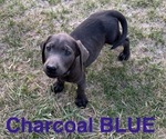 Image preview for Ad Listing. Nickname: Litter of 8