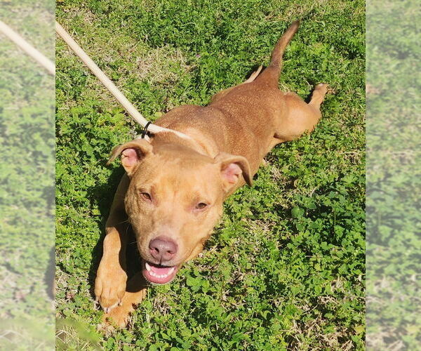 Medium Photo #3 American Pit Bull Terrier-Unknown Mix Puppy For Sale in Wetumpka, AL, USA