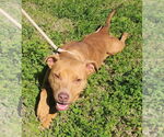Small #2 American Pit Bull Terrier Mix