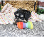 Eden - Female Schnauzer (Miniature) Puppy for Sale - Photo #4