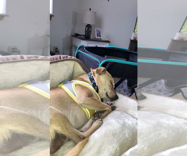 Medium Photo #3 Chihuahua-Unknown Mix Puppy For Sale in Plainfield, IL, USA