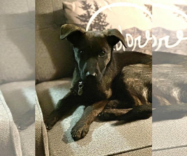 Medium Photo #1 Labrador Retriever-Unknown Mix Puppy For Sale in Princeton, MN, USA