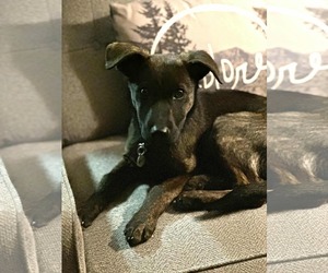 Labrador Retriever-Unknown Mix Dogs for adoption in Princeton, MN, USA