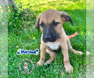 Mutt Dogs for adoption in Omaha, NE, USA