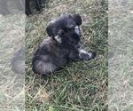 Small Photo #5 Schnauzer (Miniature) Puppy For Sale in MICHIGANTOWN, IN, USA