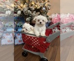 Puppy Caramel Maltese