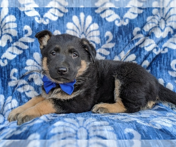 Medium Photo #4 German Shepherd Dog Puppy For Sale in PARADISE, PA, USA