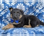Small Photo #4 German Shepherd Dog Puppy For Sale in PARADISE, PA, USA