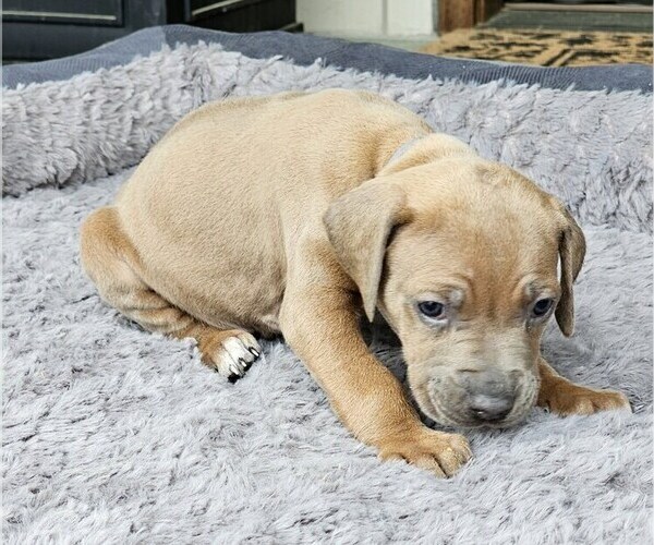 Medium Photo #5 Rhodesian Ridgeback Puppy For Sale in BUMPASS, VA, USA