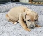 Small #4 Rhodesian Ridgeback