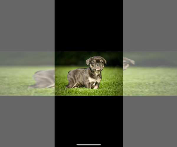 Medium Photo #2 French Bulldog Puppy For Sale in OLYMPIA, WA, USA