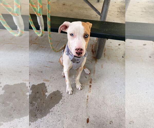 Medium Photo #2 Catahoula Leopard Dog-Unknown Mix Puppy For Sale in Sanford, FL, USA