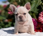 Puppy Harper French Bulldog