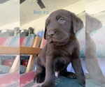 Small Photo #12 Labrador Retriever Puppy For Sale in ESCONDIDO, CA, USA