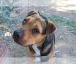 Small #2 American Pit Bull Terrier Mix