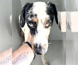 Mutt Dogs for adoption in Houston, TX, USA