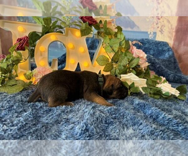 Medium Photo #3 Cane Corso Puppy For Sale in OOLOGAH, OK, USA