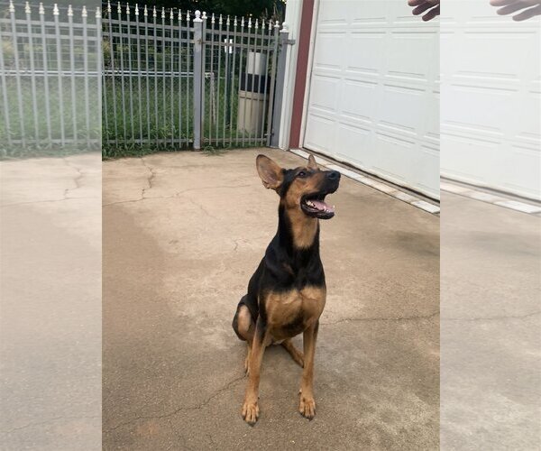 Medium Photo #6 Doberman Pinscher-German Shepherd Dog Mix Puppy For Sale in Spring, TX, USA