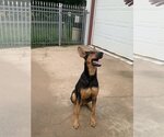 Small Photo #6 Doberman Pinscher-German Shepherd Dog Mix Puppy For Sale in Spring, TX, USA