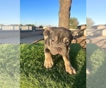 Small #4 French Bulldog
