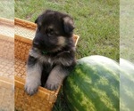 Small Photo #5 German Shepherd Dog Puppy For Sale in LIVE OAK, FL, USA